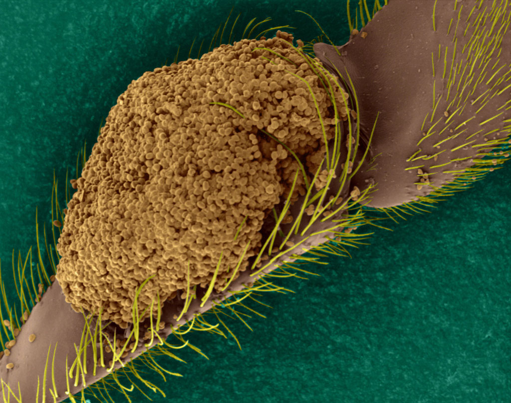 Bee Pollen Basket, Electron Microscope Photograph Dennis Kunkel