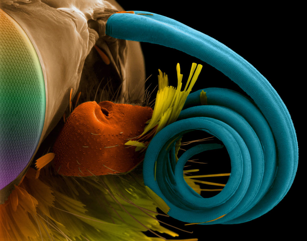 Butterfly Eye and Proboscis, Electron Microscope Photograph Dennis Kunkel