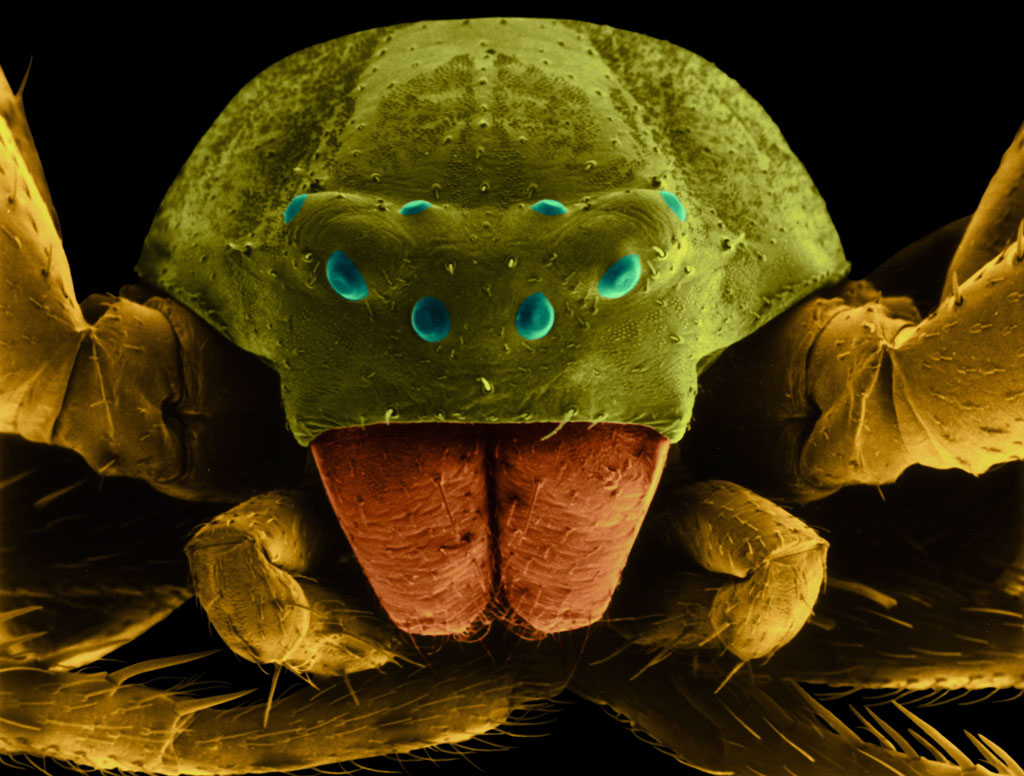 Crab Spider, Electron Microscope Photograph Dennis Kunkel