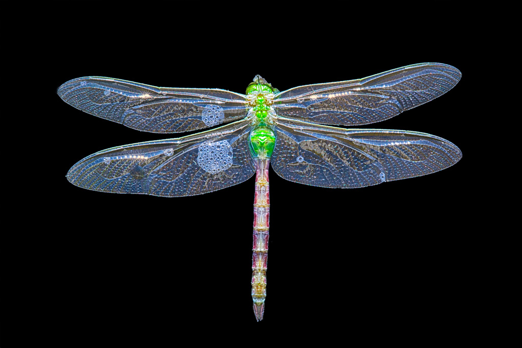 Dragonfly Todd Bielby