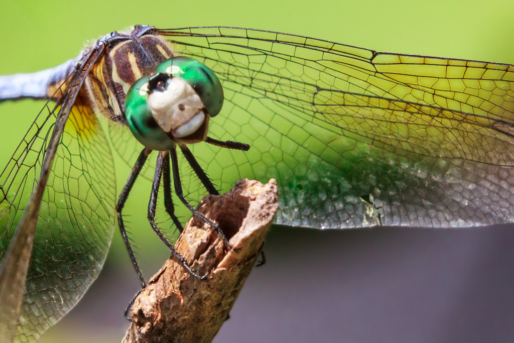 Dragonfly Closeup Vince Brady