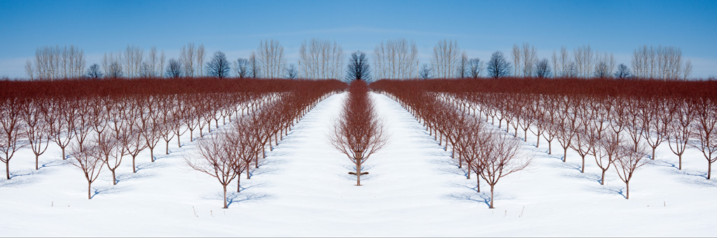 Leelanau Orchard Dormant in the Winter Steven Huyser-Honig