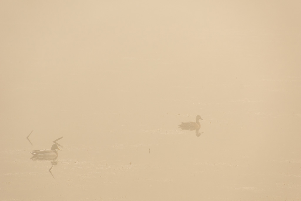 Ducks in the Mist Ken Jacobsen