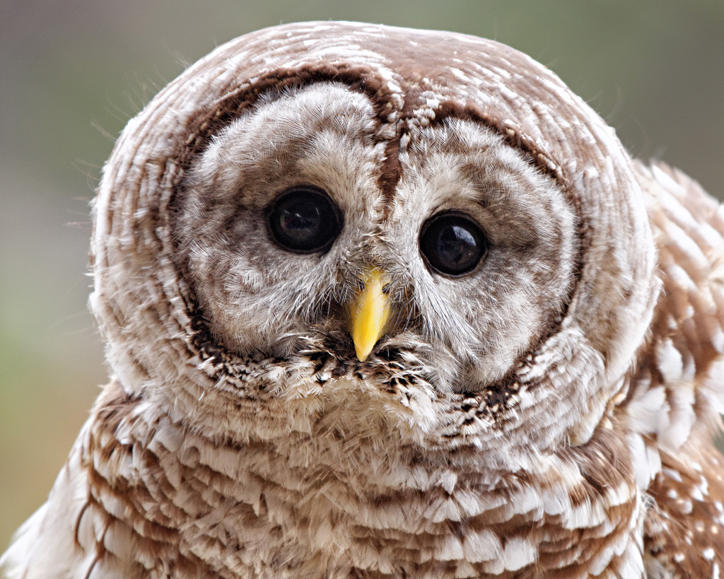 Barred Owl Stacy Niedzwiecki
