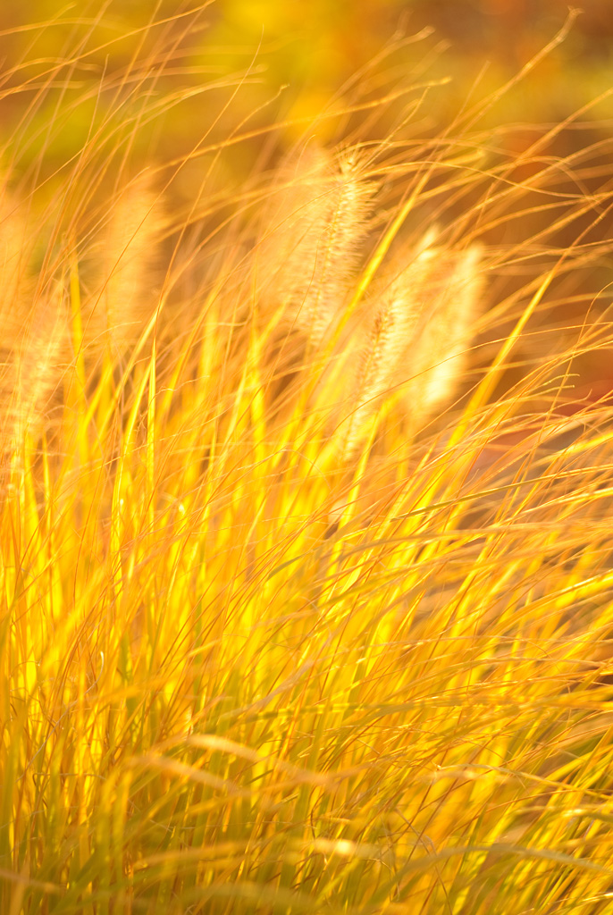 Golden Grass Christopher Schneiter