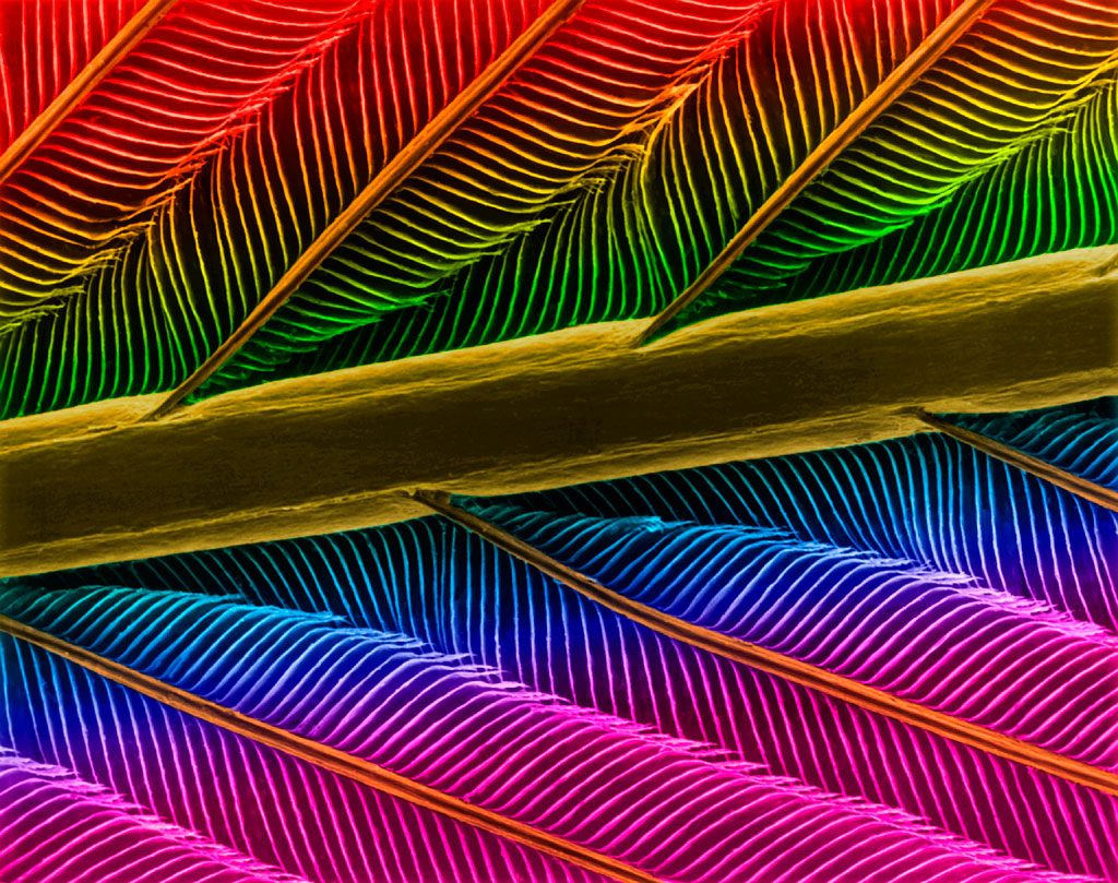 Hummingbird Feather Shaft, Electron Microscope Photograph Dennis Kunkel