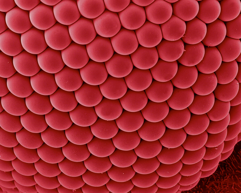 Mosquito Compound Eye, Electron Microscope Photograph Dennis Kunkel