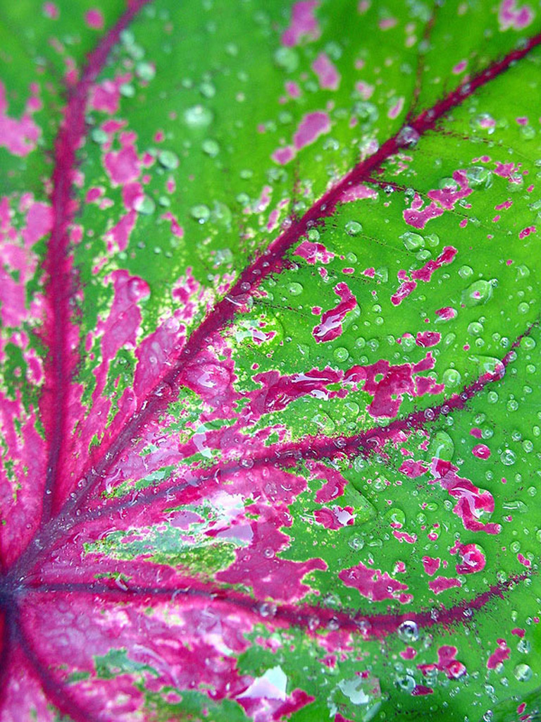 Pink and Green Leaf Abstract