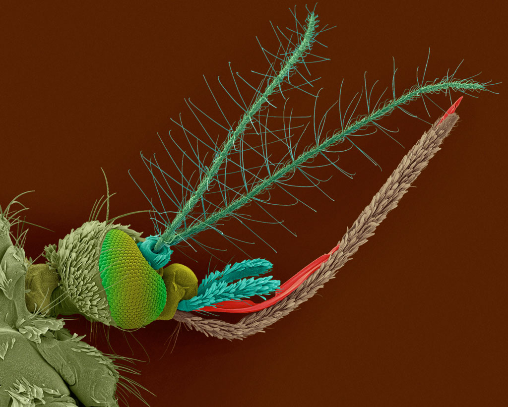 Female Asian Tiger Mosquito, Electron Microscope Photograph Dennis Kunkel