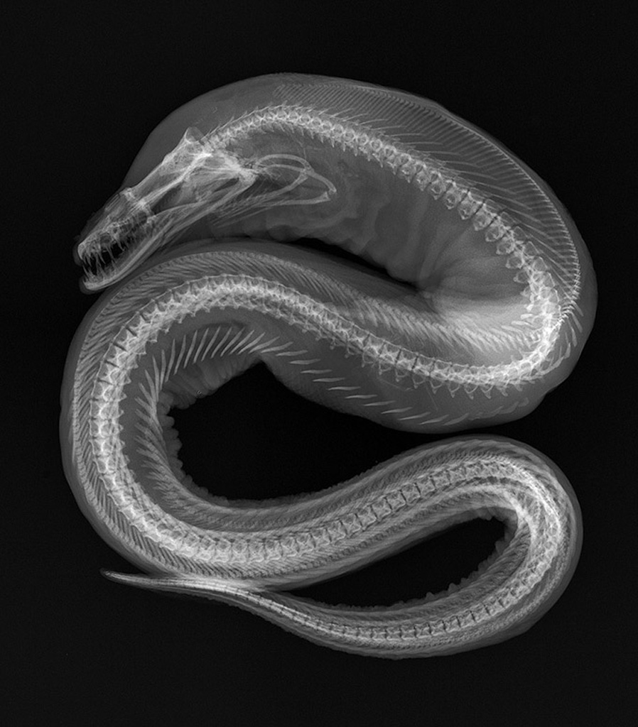 X-Ray, Snake