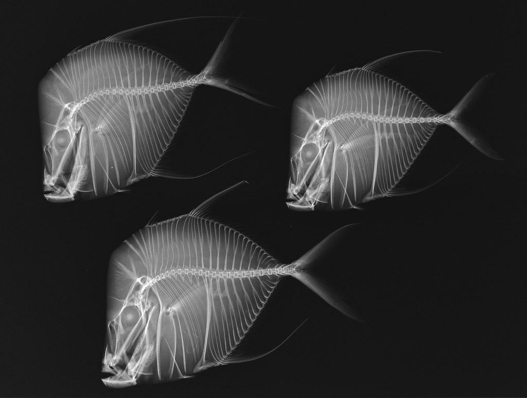 X-Ray, Three Fishes