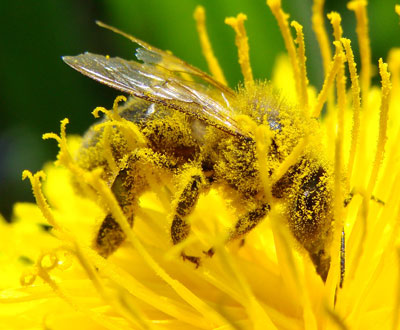 Honey Bee Pollinating a Dandelion