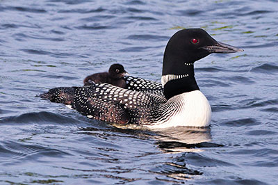 Common Loon and Chick