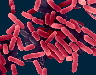 E. Coli rod Prokaryote Bacteria, Electron Microscope Photograph Dennis Kunkel