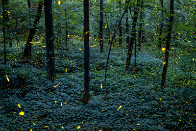 Fireflies Vince Brady