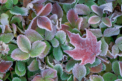 Hoarfrost on Strawberry and Maple Leaves John Flemming