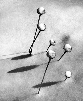 Echinacea Lollipops Flat Black and White Overworked as a Sketch Joel Geffen