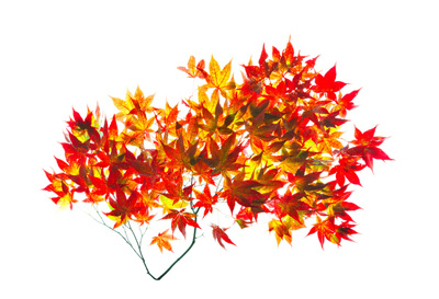 Autumn Maples Steven Hooks
