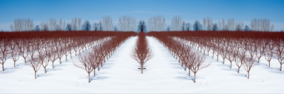 Leelanau Orchard Dormant in the Winter Steven Huyser-Honig