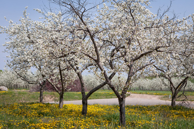 Springtime Apple Orchard Misty Minna