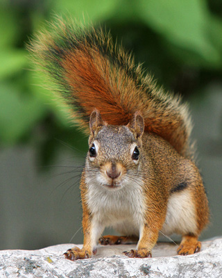 Red Squirrel Stacy Niedzwiecki
