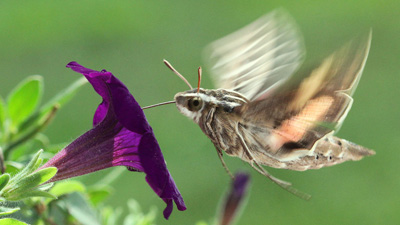 Hummingbird Moth Stacy Niedzwiecki