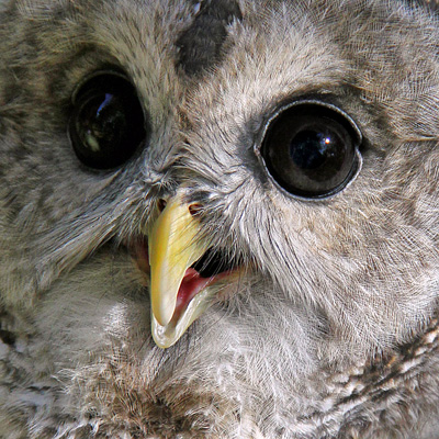 Barred Owl Portrait Stacy Niedzwiecki