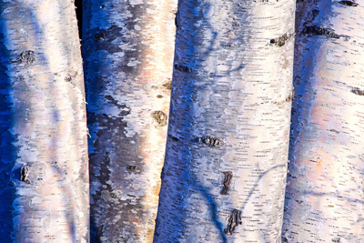 Birch Trees Tim Trombley
