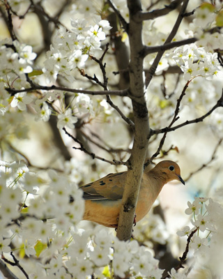 Mourning Dove in Cherry Tree, John McCormick