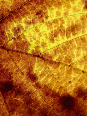 Golden Leaf Abstract