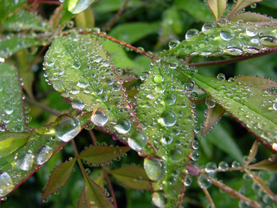 Leaves with Dew