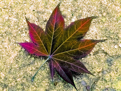 Reddish Purple Maple Leaf