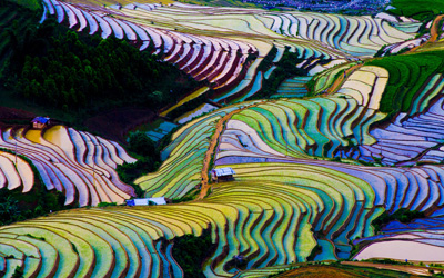 Terraced Rice Field, Yen Bai Province, Vietnam