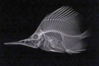 X-Ray, Fish