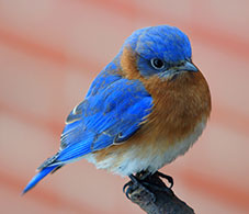 Bluebird (Sialia sialis)
