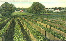 Kalamazoo Celery Field