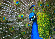 Peacock (Pavo cristatus)