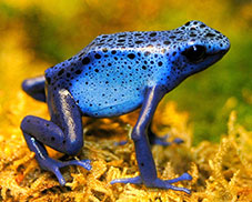 Poison Dart Frog (Dendrobates azureus)