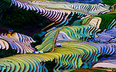 Terraced Rice Field, Yén Bái Province, Vietnam