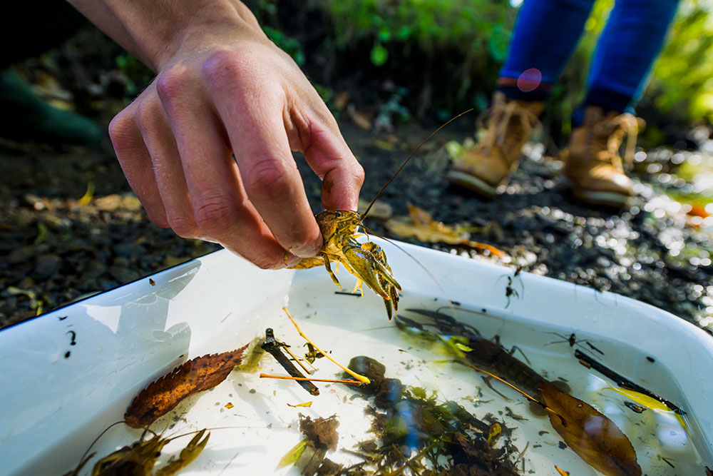 a hand holding a crayfish with others in a pot below
