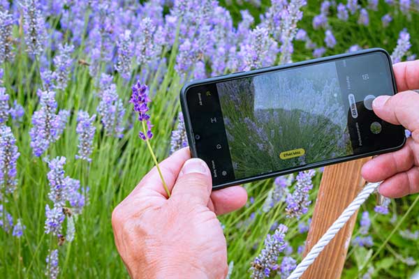 person taking a picture of lavendar with their phone