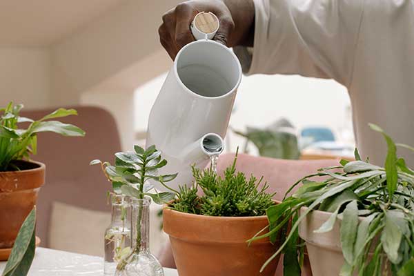 person watering plants on the counter