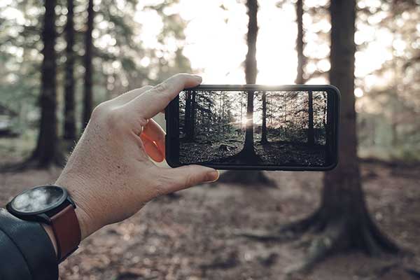 person taking a picture of trees